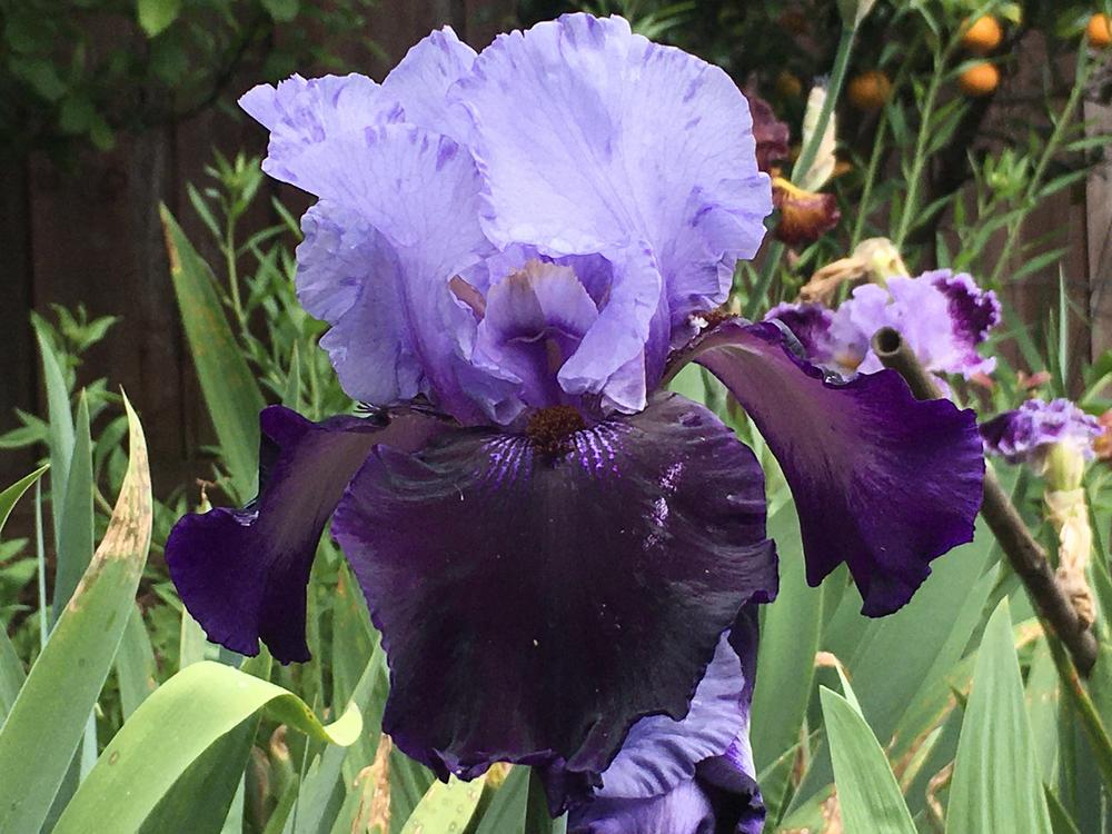 Photo of Tall Bearded Iris (Iris 'Dangerous Mood') uploaded by Neela