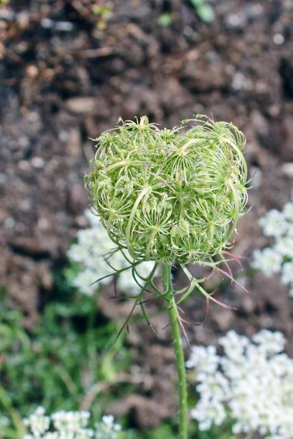 Photo of Queen Anne's Lace (Daucus carota) uploaded by RuuddeBlock