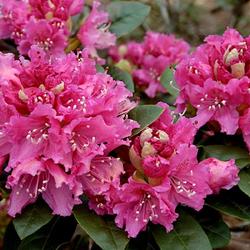 Location: Clement Gray Bowers Rhododendron Collection, Cornell University, Ithaca, New York
Date: 05/20/2003
photo by Cornell Plantations via Cornell University Library's eCo
