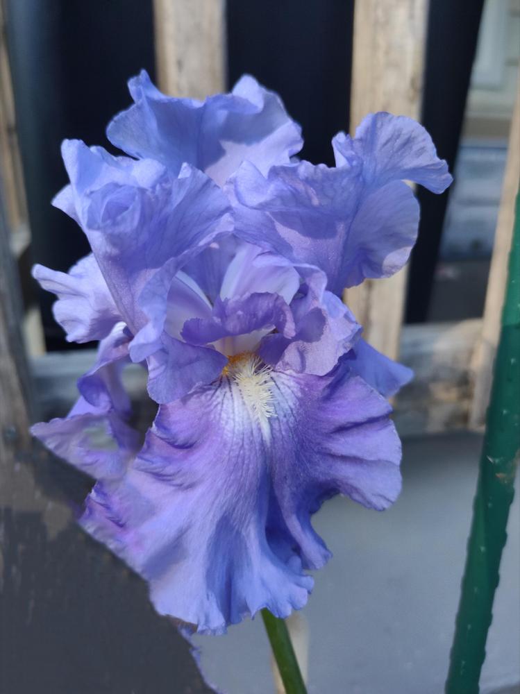 Photo of Tall Bearded Iris (Iris 'Breakers') uploaded by BlueRidgeGardener23