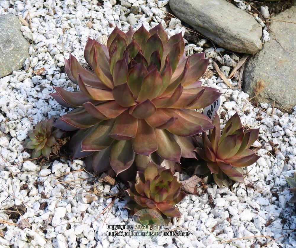 Photo of Hen and Chicks (Sempervivum 'Goldmarie') uploaded by Char
