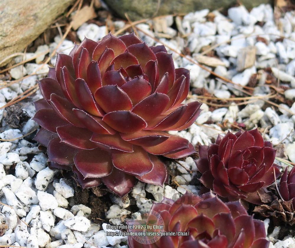 Photo of Hen and Chicks (Sempervivum 'Mitchell's Gold') uploaded by Char