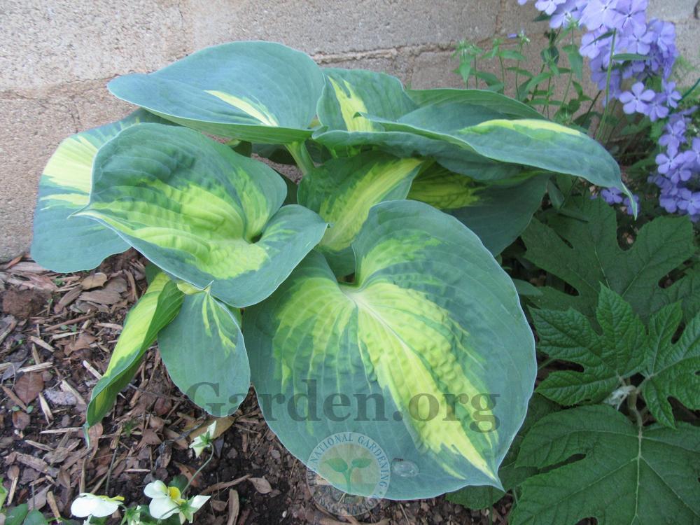 Photo of Hosta 'Dream Queen' uploaded by Frillylily