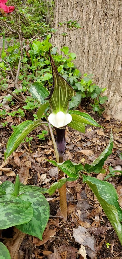 Photo of Japanese Cobra Lily (Arisaema sikokianum) uploaded by FurryRoseBear