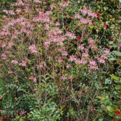 Location: Cary, North Carolina private garden
Date: 2023-03-18
My earliest Deciduous azalea to bloom