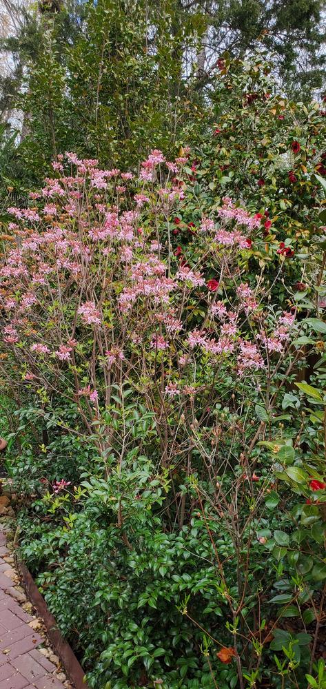 Photo of Pinxter Azalea (Rhododendron canescens) uploaded by FurryRoseBear