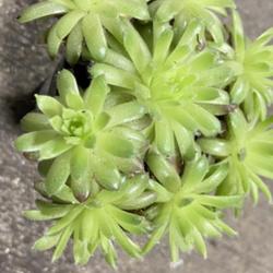 Location: BBS in Tampa, Florida
Date: 2023-05-06
Beautiful sempervivum but I don’t think I can grow these here.
