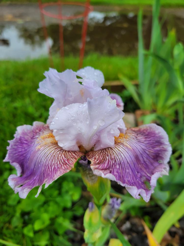 Photo of Tall Bearded Iris (Iris 'Sharp Edge') uploaded by KyDeltaD