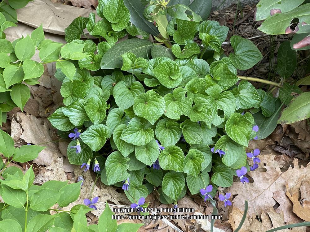 Photo of Common Blue Violet (Viola sororia) uploaded by Paintedtrillium