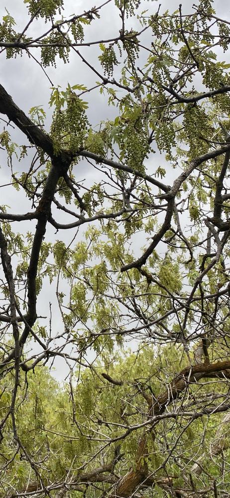 Photo of Gambel Oak (Quercus gambelii) uploaded by SpringGreenThumb