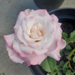 Location: My Garden
Date: 2023-04-30
Kordes Perfecta rose
