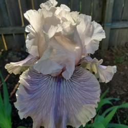 Location: My Garden
Date: 2023-05-07
Haunted Heart iris