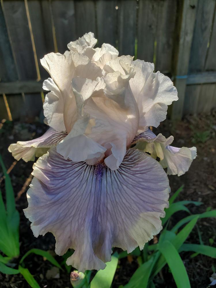Photo of Tall Bearded Iris (Iris 'Haunted Heart') uploaded by emory676