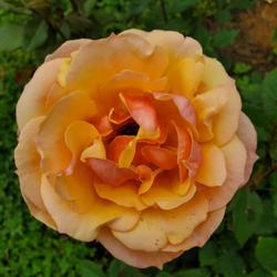 Location: My Garden
Date: 2023-05-06
About Face rose
