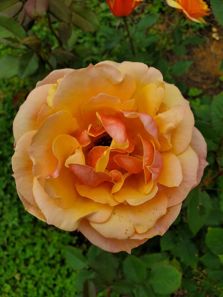Photo of Rose (Rosa 'About Face') uploaded by emory676