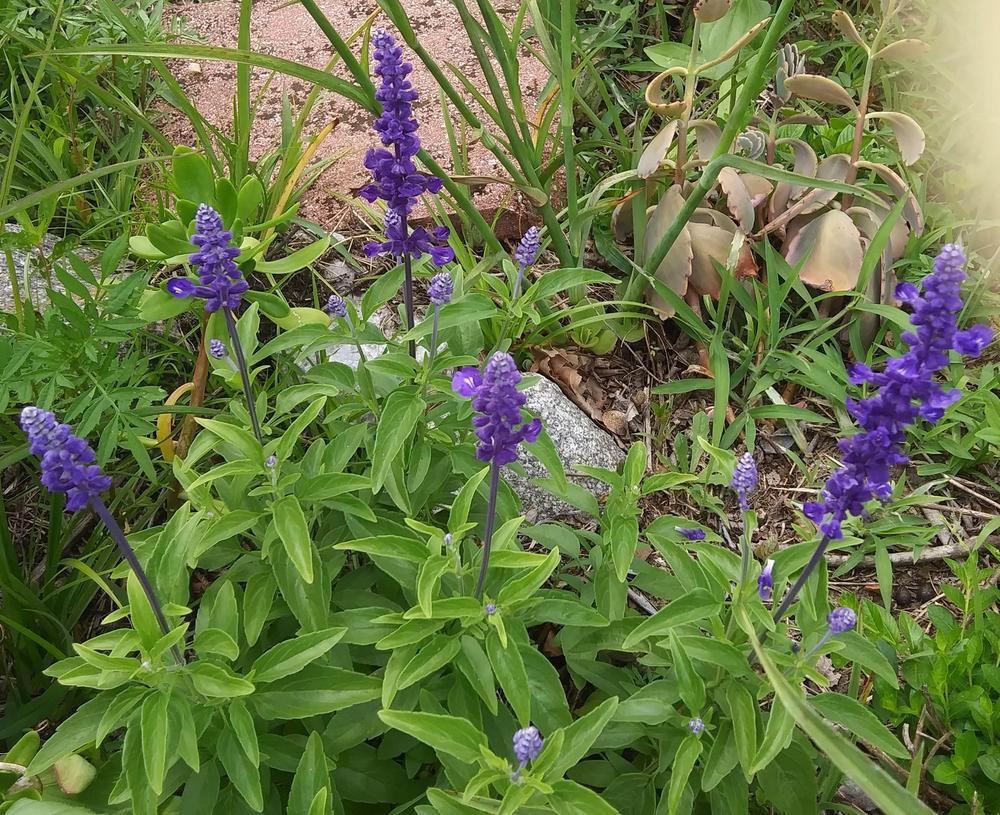Photo of Mealycup Sage (Salvia farinacea) uploaded by purpleinopp