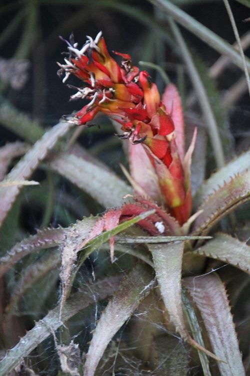 Photo of Bromeliad (Aechmea recurvata var. benrathii) uploaded by robertduval14