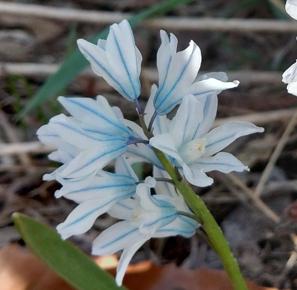 Photo of Striped Squill (Puschkinia scilloides) uploaded by robertduval14