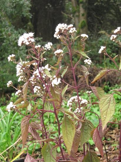 Photo of White Snakeroot (Ageratina altissima 'Chocolate') uploaded by robertduval14