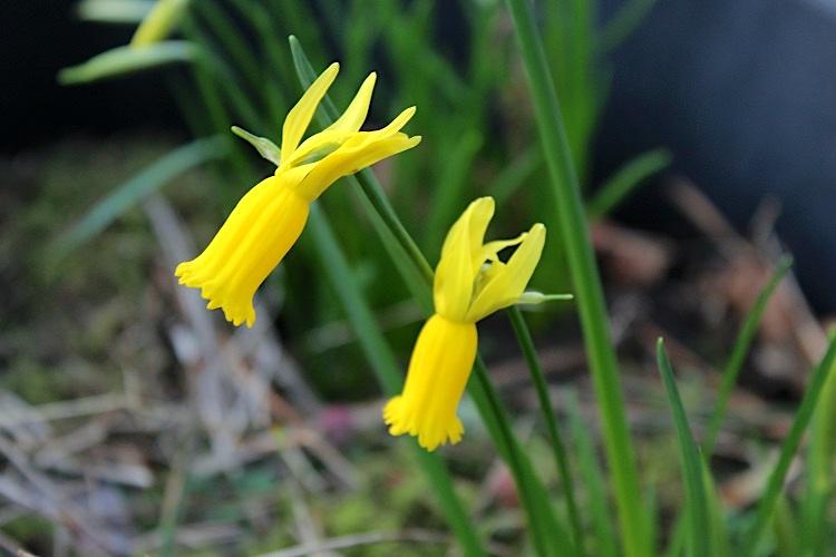 Photo of Cyclamen Daffodil (Narcissus cyclamineus) uploaded by scvirginia