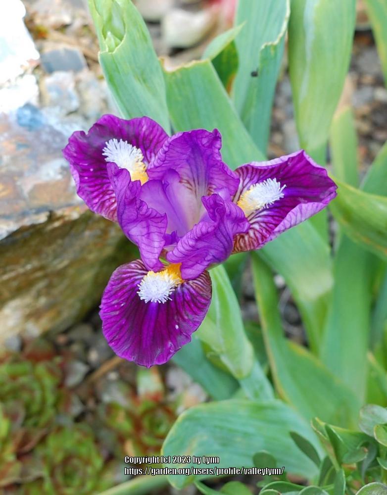 Photo of Miniature Dwarf Bearded Iris (Iris 'Wise') uploaded by valleylynn