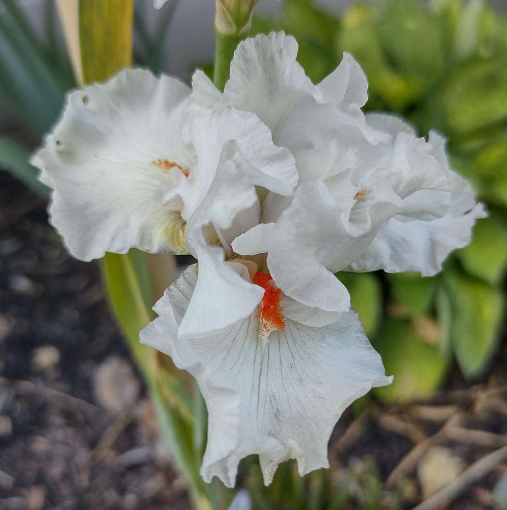 Photo of Tall Bearded Iris (Iris 'Nordica') uploaded by BlueRidgeGardener23