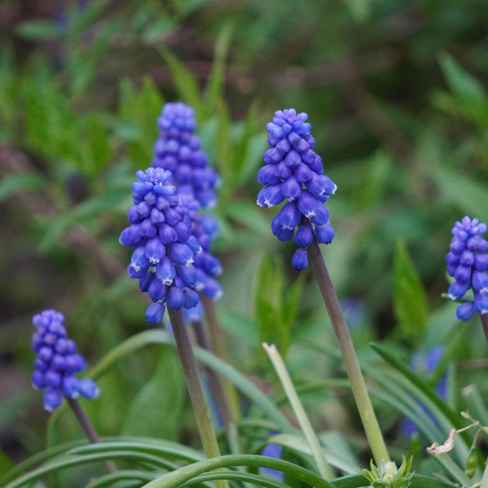 Photo of Starch Hyacinth (Muscari neglectum) uploaded by D3LL