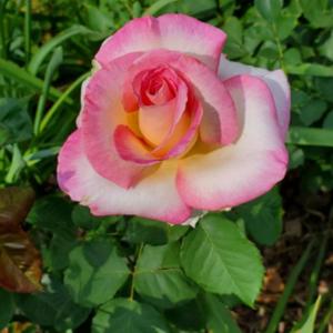 LeAnn looking beautiful today in my main rose garden 2023