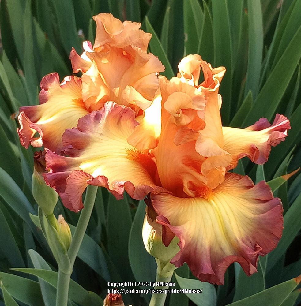 Photo of Tall Bearded Iris (Iris 'Glimmer of Hope') uploaded by NMoasis