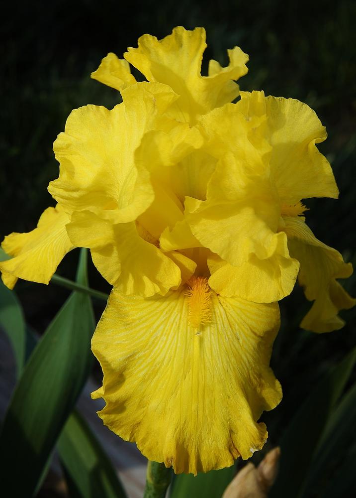 Photo of Tall Bearded Iris (Iris 'Forever Gold') uploaded by Polka45