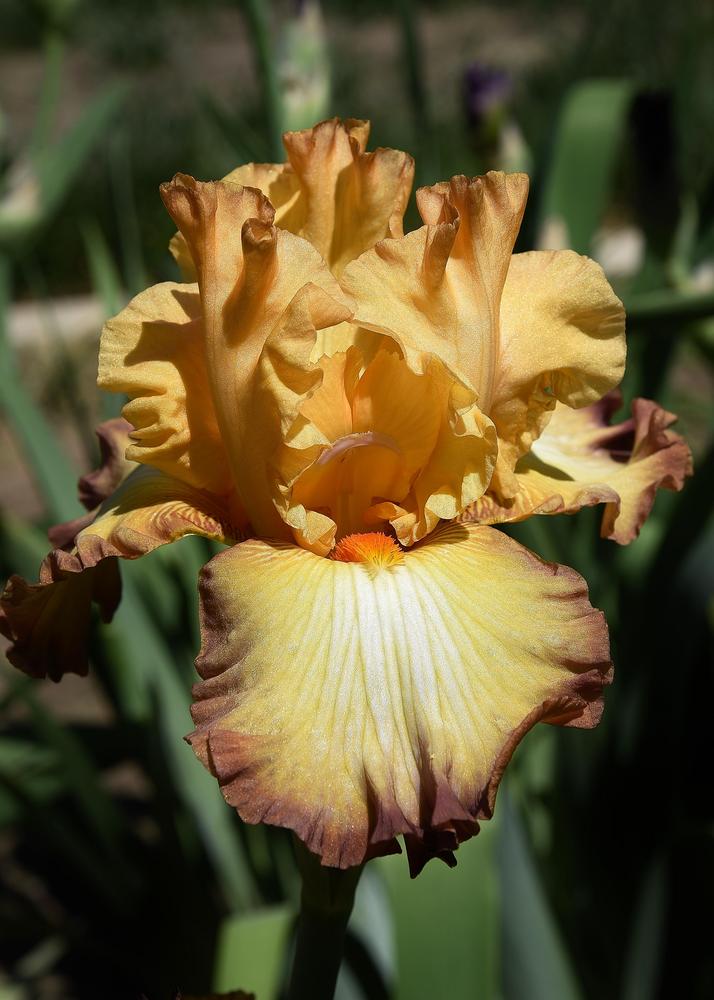 Photo of Tall Bearded Iris (Iris 'Modern Drama') uploaded by Polka45