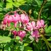 Bleeding hearts don't strike me as being bee-friendly, but then, 