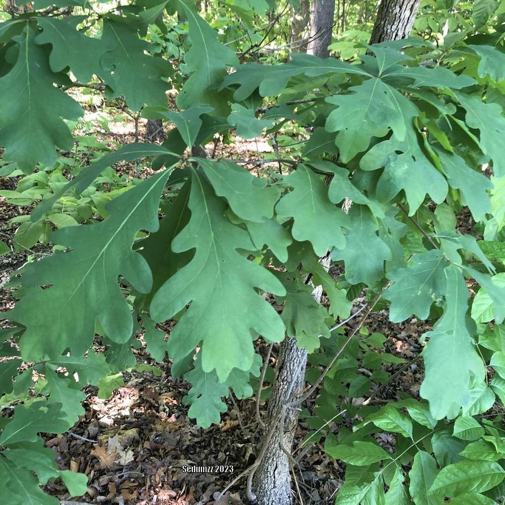 Photo of White Oak (Quercus alba) uploaded by sedumzz