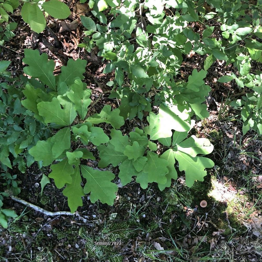 Photo of White Oak (Quercus alba) uploaded by sedumzz
