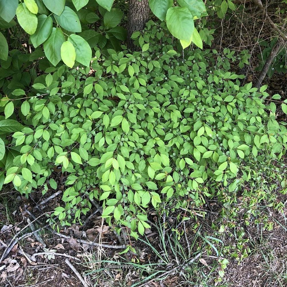 Photo of Blackhaw Viburnum (Viburnum prunifolium) uploaded by sedumzz