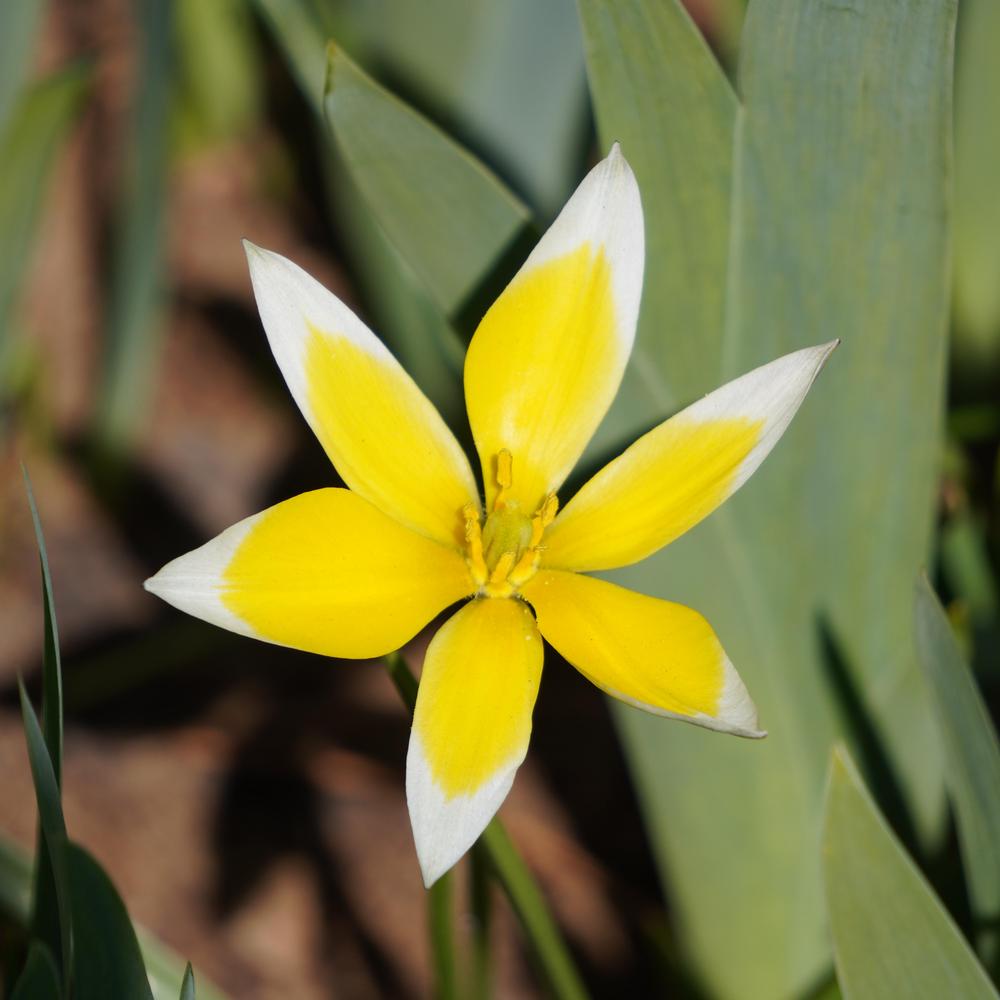 Photo of Tarda Tulip (Tulipa urumiensis) uploaded by D3LL