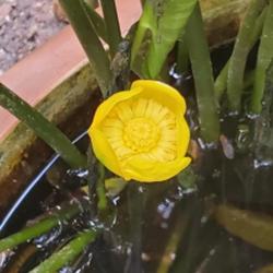 Location: Cary, North Carolina private garden
Date: 2021-05-02
Nuphar lutea in one of my water pots 2022