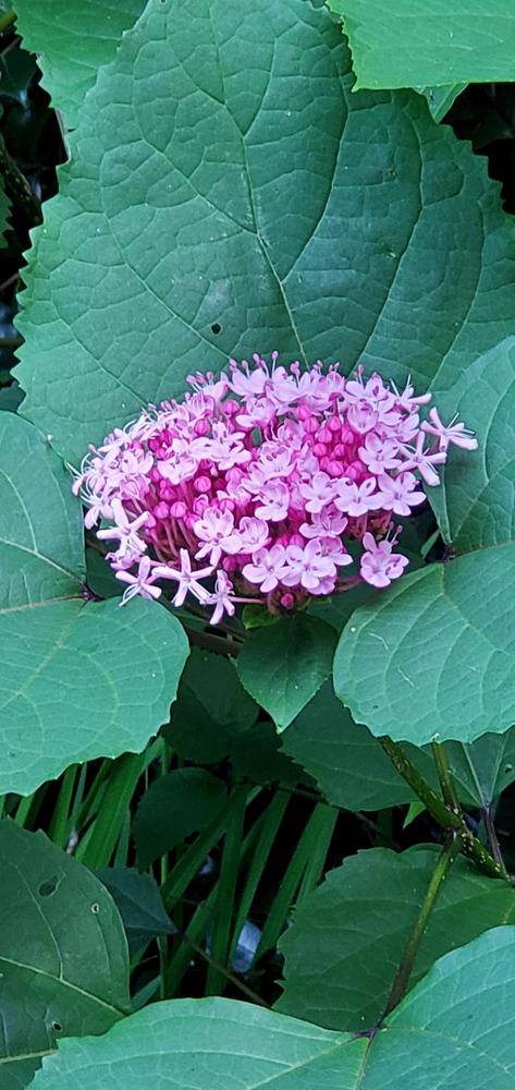 Photo of Cashmere Bouquet (Clerodendrum bungei) uploaded by FurryRoseBear