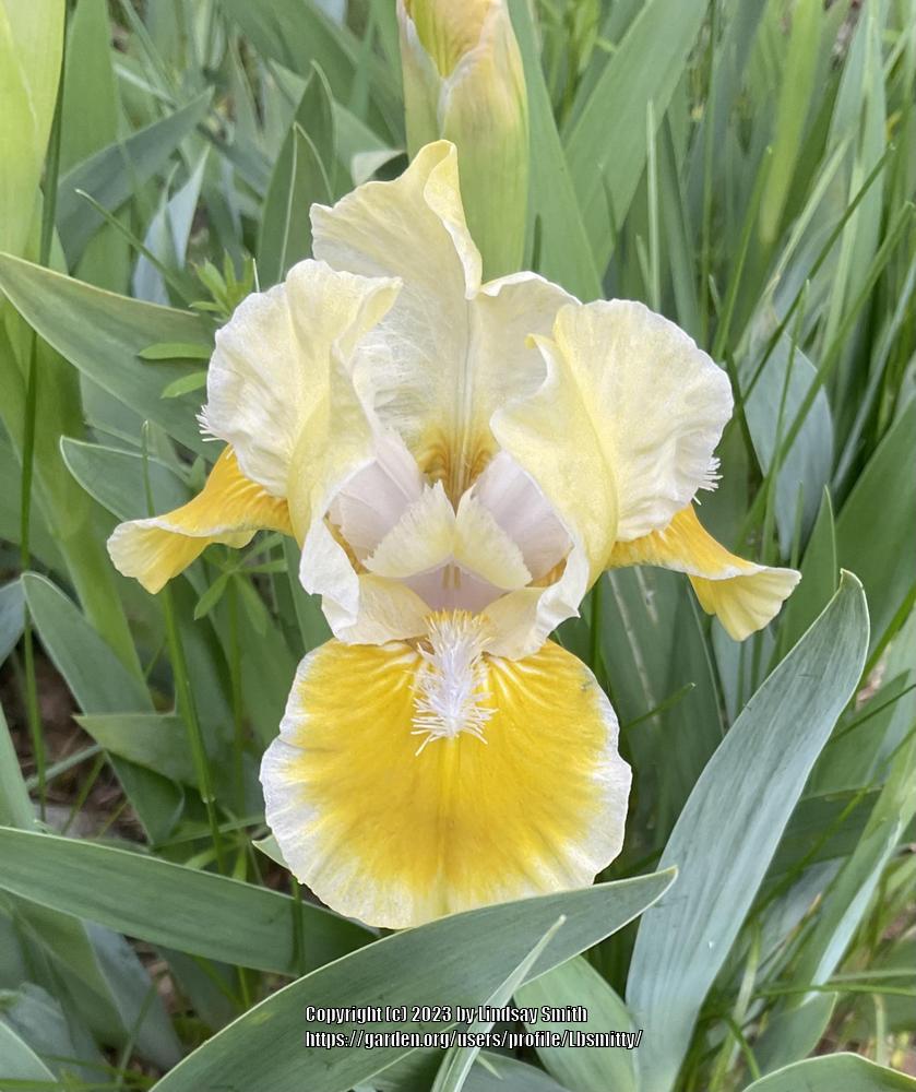 Photo of Standard Dwarf Bearded Iris (Iris 'With Castanets') uploaded by Lbsmitty