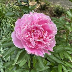 Location: Louisville KY
Date: 2023-05-09
Peony lactifflora Sarah Bernhardt showing support needed and deep