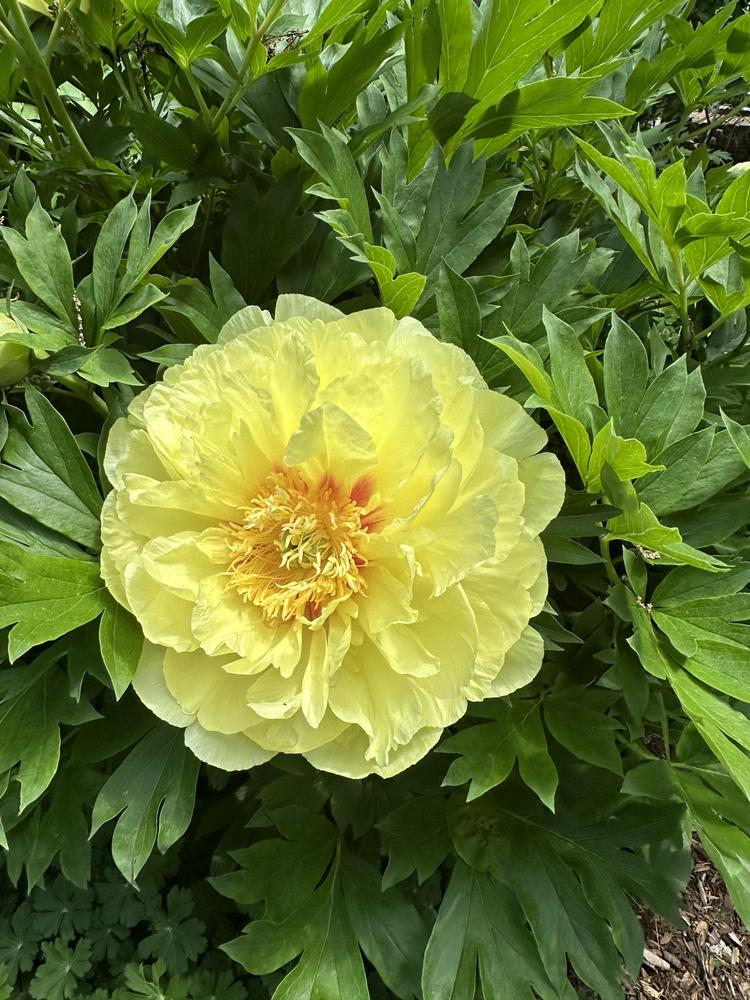 Photo of Intersectional Peony (Paeonia 'Bartzella') uploaded by Pupjr