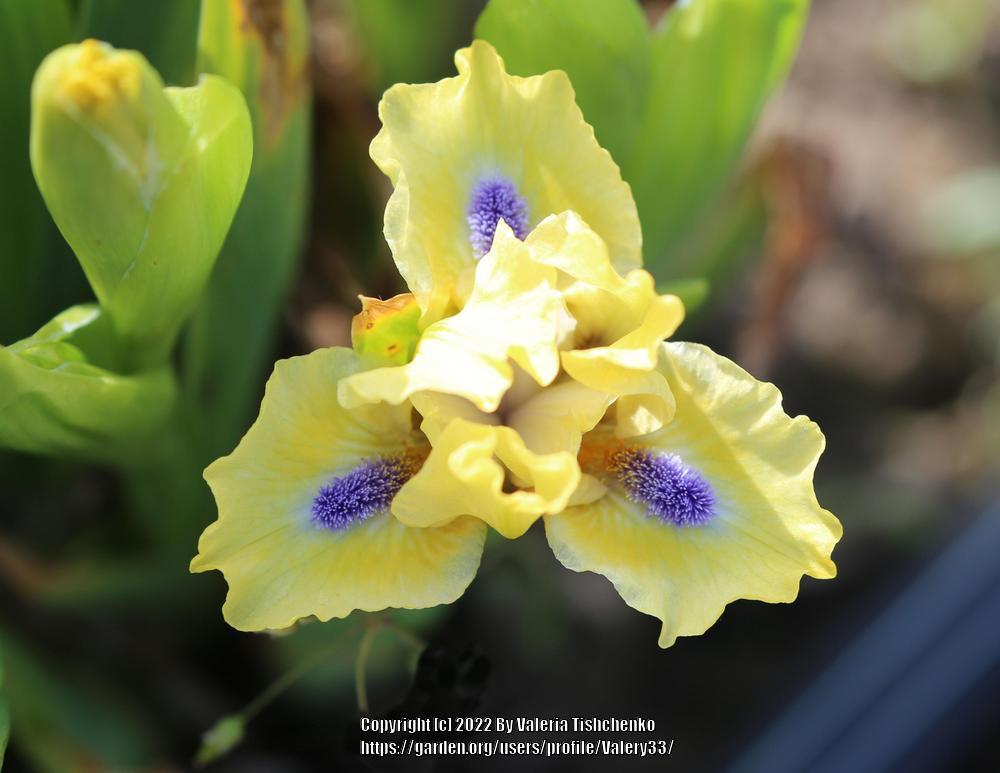 Photo of Standard Dwarf Bearded Iris (Iris 'Experiment') uploaded by Valery33