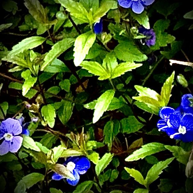 Photo of Speedwell (Veronica peduncularis 'Georgia Blue') uploaded by bumplbea