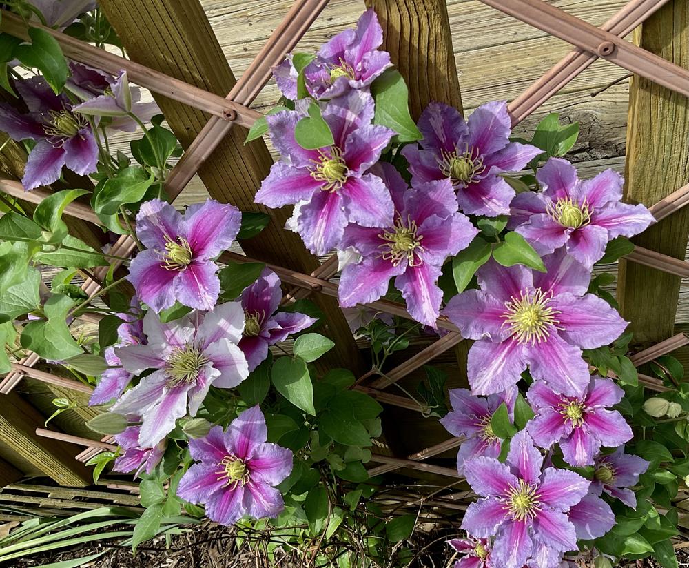 Photo of Clematis 'Piilu' uploaded by floota