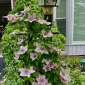 Clematis Pink Charm
