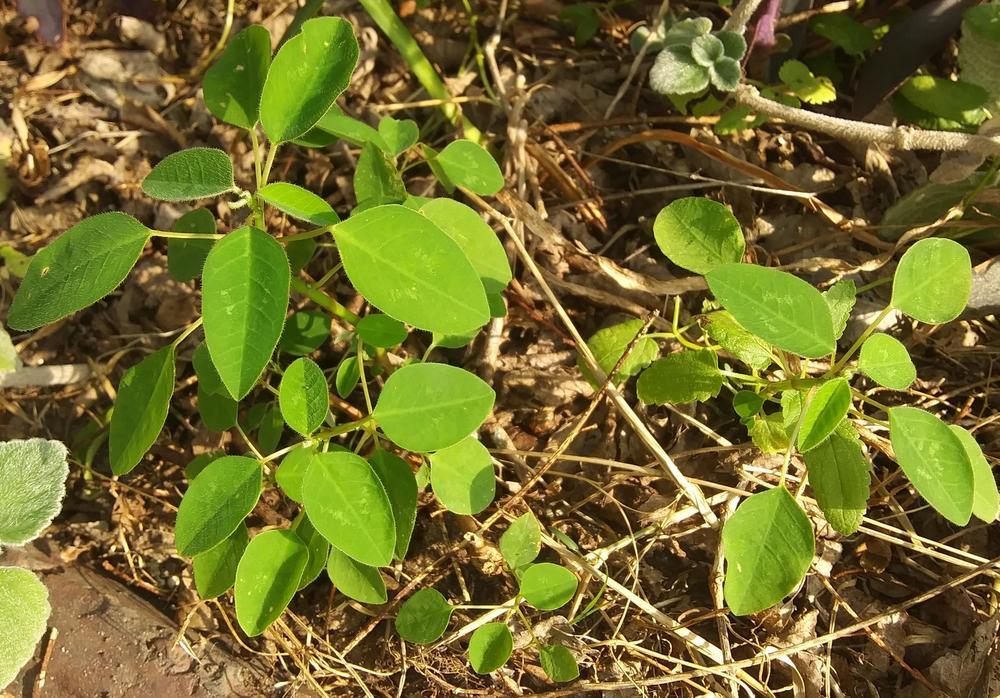 Photo of Euphorbia (Euphorbia hypericifolia Diamond Frost®) uploaded by purpleinopp