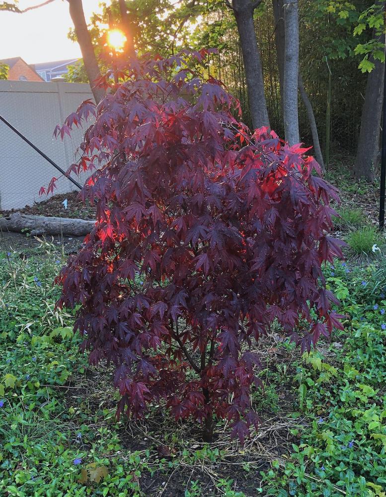 Photo of Japanese Maple (Acer palmatum var. amoenum 'Bloodgood') uploaded by rjtepper