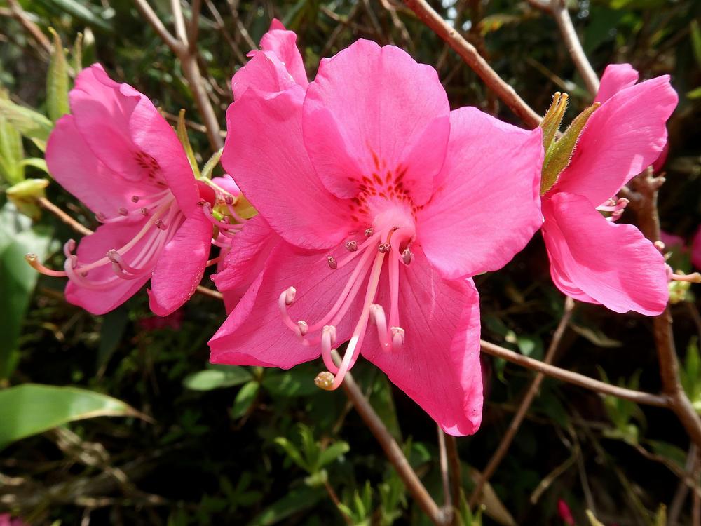 Photo of Albrecht's Azalea (Rhododendron albrechtii) uploaded by scvirginia
