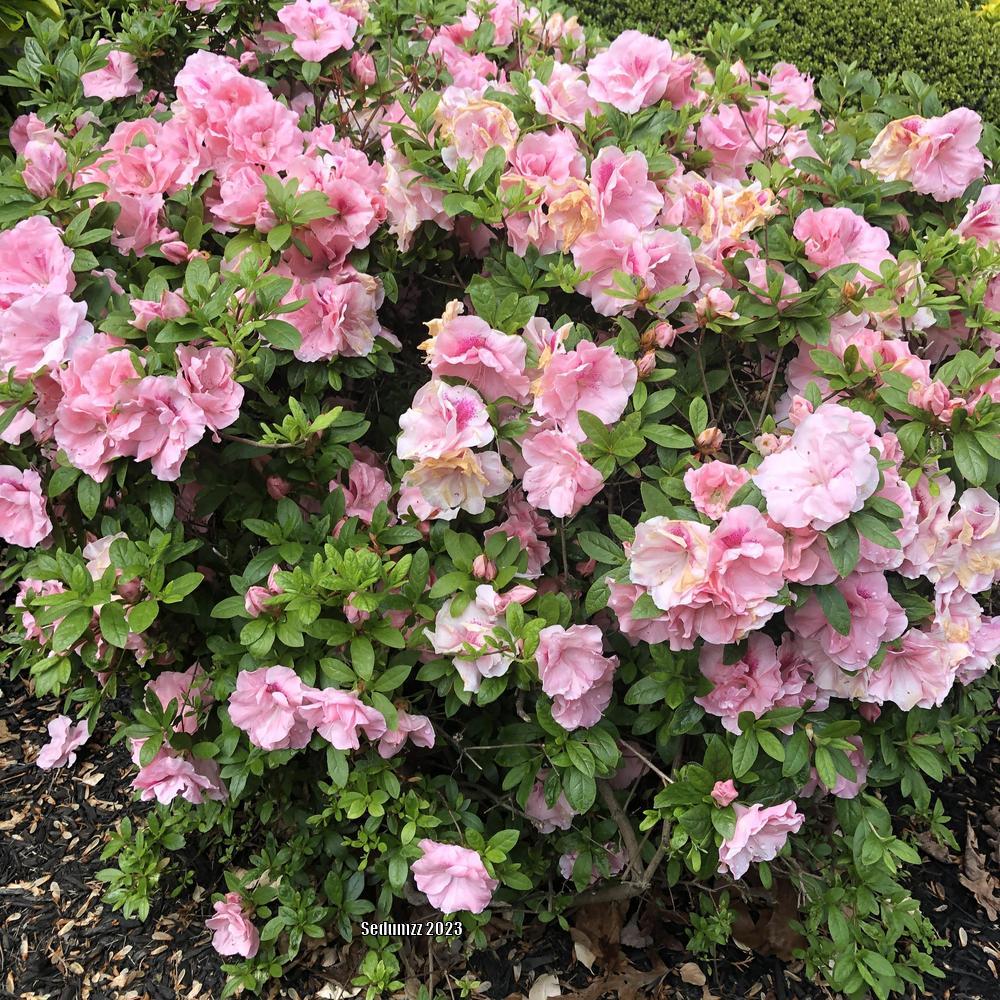 Photo of Azalea (Rhododendron 'Rosebud') uploaded by sedumzz