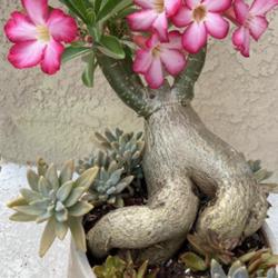 Location: My garden in Tampa, Florida
Date: 2023-05-10
My bonsai wannabe desert rose.